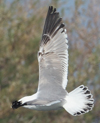 Larus armenicus